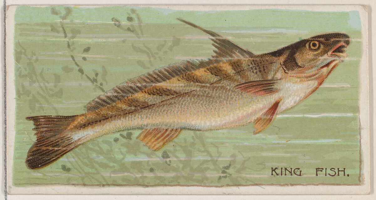 King Fish, from the series Fishers and Fish (N74) for Duke brand cigarettes, Lithography by Knapp &amp; Company (American, New York), Commercial color lithograph 