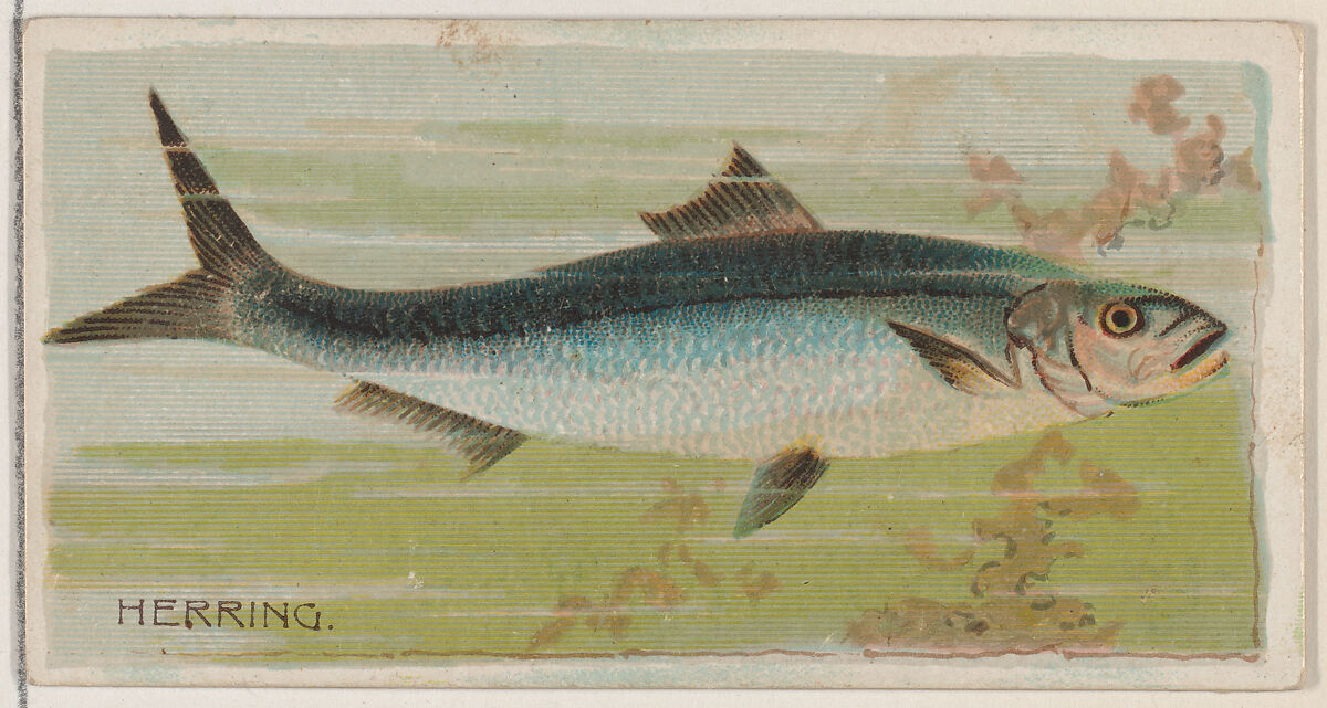 Herring, from the series Fishers and Fish (N74) for Duke brand cigarettes, Lithography by Knapp &amp; Company (American, New York), Commercial color lithograph 