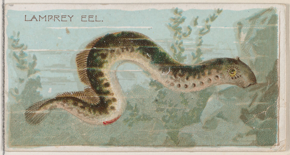 Lamprey Eel, from the series Fishers and Fish (N74) for Duke brand cigarettes, Lithography by Knapp &amp; Company (American, New York), Commercial color lithograph 