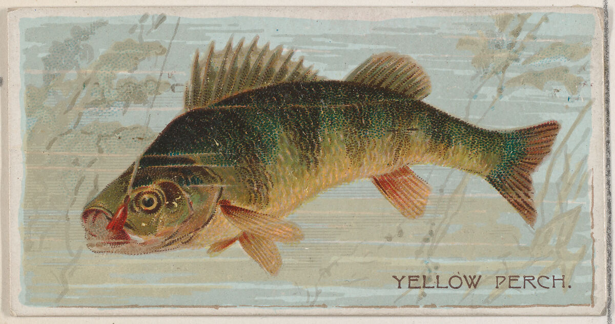 Yellow Perch, from the series Fishers and Fish (N74) for Duke brand cigarettes, Lithography by Knapp &amp; Company (American, New York), Commercial color lithograph 