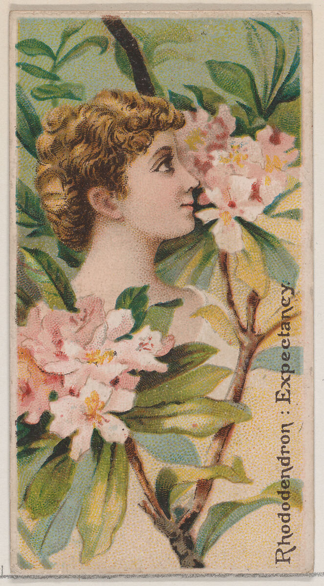 Rhododendron: Expectancy, from the series Floral Beauties and Language of Flowers (N75) for Duke brand cigarettes, Issued by Duke Cigarette branch of the American Tobacco Company, Commercial color lithograph 