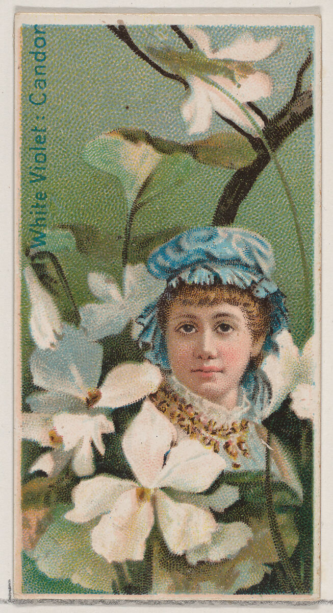 White Violet: Candor, from the series Floral Beauties and Language of Flowers (N75) for Duke brand cigarettes, Issued by Duke Cigarette branch of the American Tobacco Company, Commercial color lithograph 