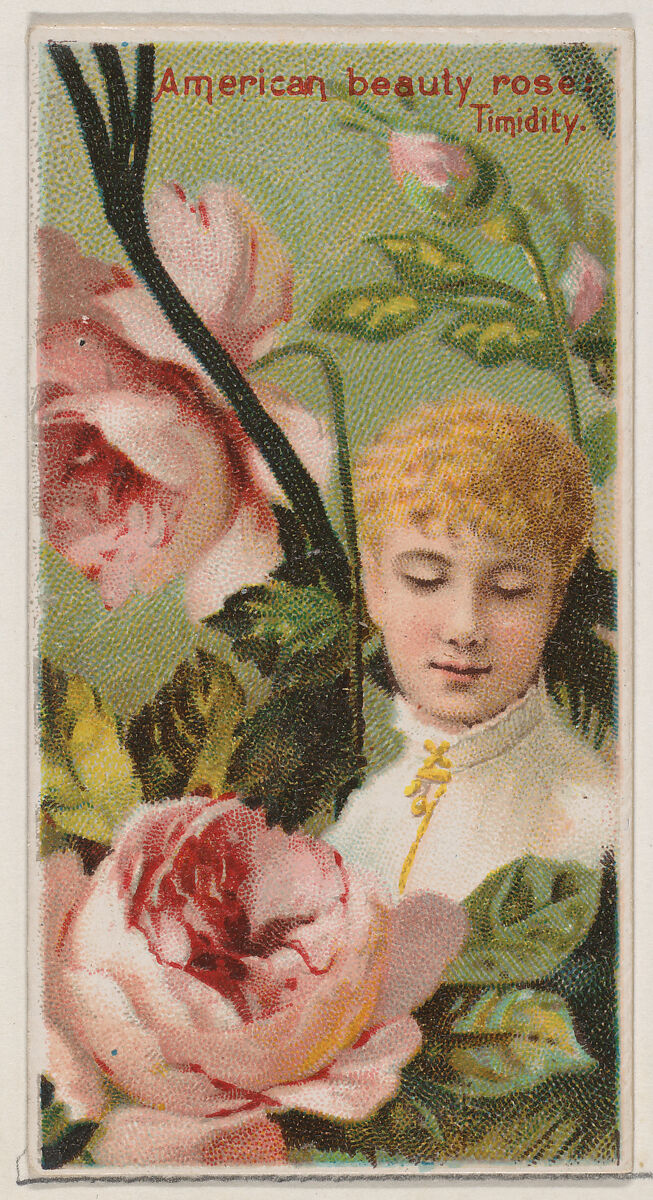 American Beauty Rose: Timidity, from the series Floral Beauties and Language of Flowers (N75) for Duke brand cigarettes, Issued by Duke Cigarette branch of the American Tobacco Company, Commercial color lithograph 