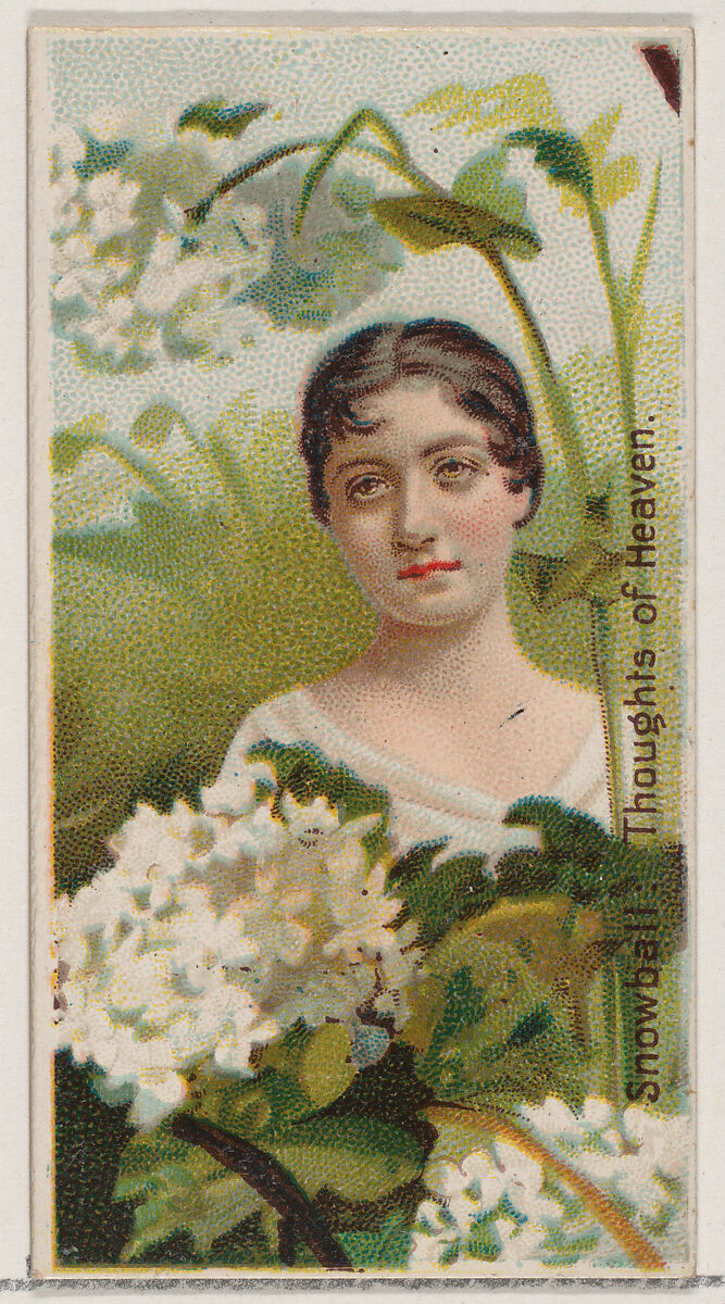 Snowball: Thoughts of Heaven, from the series Floral Beauties and Language of Flowers (N75) for Duke brand cigarettes, Issued by Duke Cigarette branch of the American Tobacco Company, Commercial color lithograph 