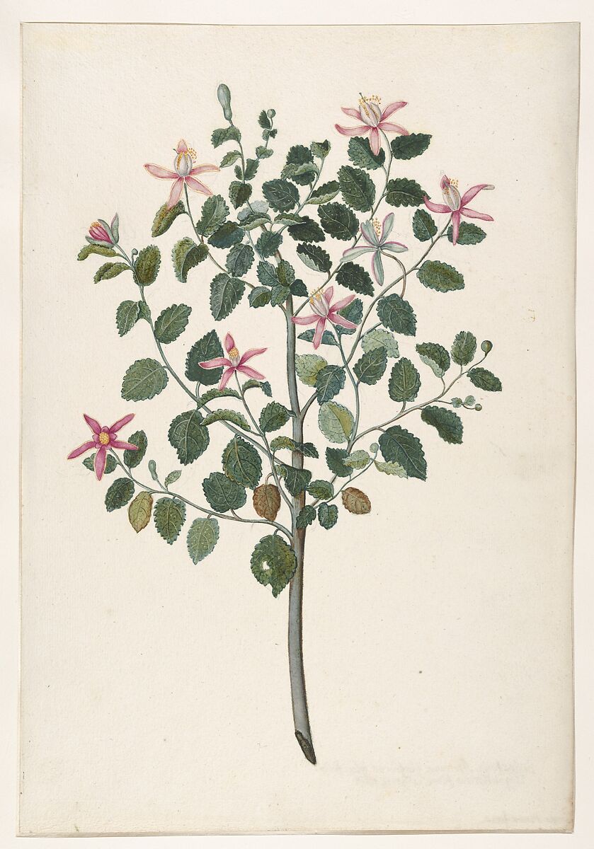 Study of a Plant with Red-Purple Flowers (Sebastiana africana purpurea), Maria Moninckx (Dutch, The Hague 1673 or 1676–1757 Amsterdam), Gouache and watercolor over graphite 