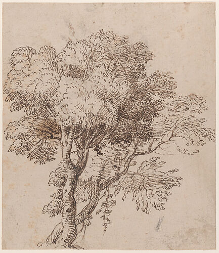 Study of a Group of Trees