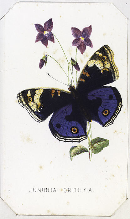 American Card Album, containing sets of collectors cards, Louis Prang &amp; Co. (Boston, Massachusetts)