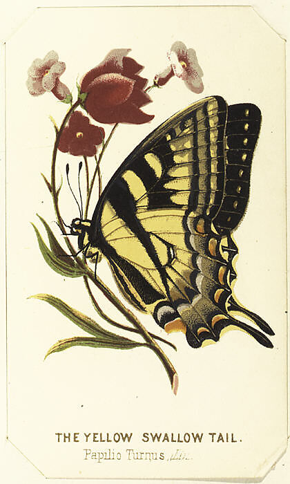 American Card Album, containing sets of collectors cards, Louis Prang &amp; Co. (Boston, Massachusetts)