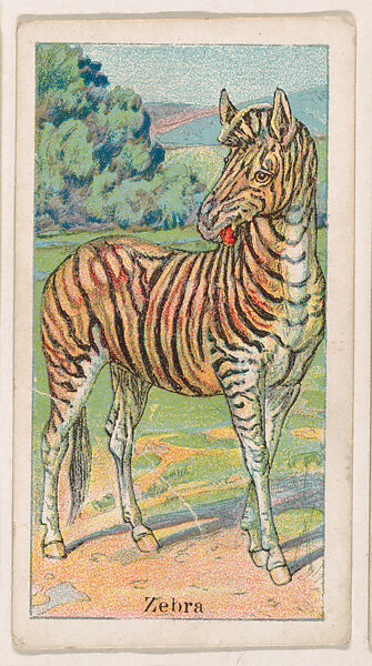 Zebra, from the Menagerie Gum series (E26) for John H. Dockman & Son, Issued by John H. Dockman &amp; Son, Baltimore, Commercial color lithograph 