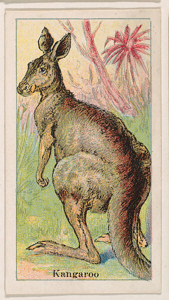 Kangaroo, from the Menagerie Gum series (E26) for John H. Dockman & Son, Issued by John H. Dockman &amp; Son, Baltimore, Commercial color lithograph 