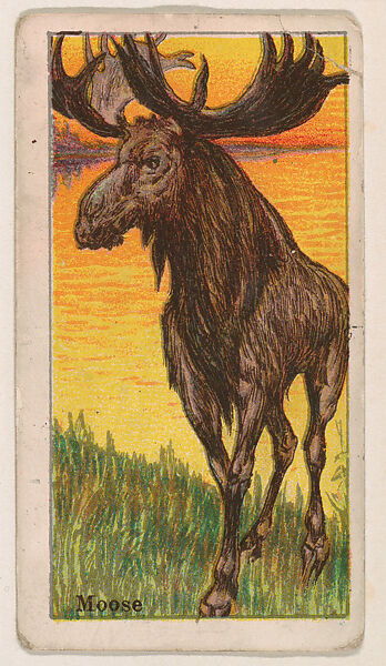 Moose, from the Menagerie Gum series (E26) for John H. Dockman & Son, Issued by John H. Dockman &amp; Son, Baltimore, Commercial color lithograph 