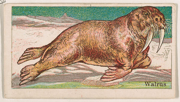 Walrus, from the Menagerie Gum series (E26) for John H. Dockman & Son, Issued by John H. Dockman &amp; Son, Baltimore, Commercial color lithograph 
