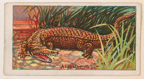 Alligator, from the Menagerie Gum series (E26) for John H. Dockman & Son, Issued by John H. Dockman &amp; Son, Baltimore, Commercial color lithograph 