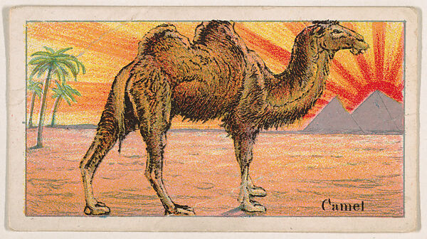Camel, from the Menagerie Gum series (E26) for John H. Dockman & Son, Issued by John H. Dockman &amp; Son, Baltimore, Commercial color lithograph 