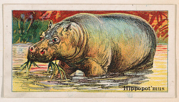 Hippopotamus, from the Menagerie Gum series (E26) for John H. Dockman & Son, Issued by John H. Dockman &amp; Son, Baltimore, Commercial color lithograph 