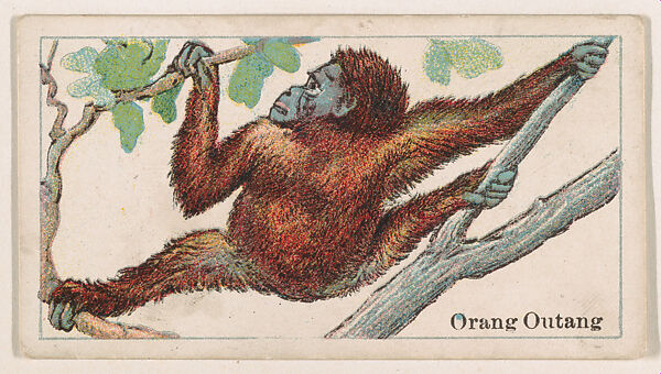Orangutan, from the Menagerie Gum series (E26) for John H. Dockman & Son, Issued by John H. Dockman &amp; Son, Baltimore, Commercial color lithograph 