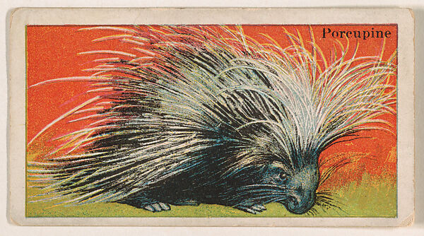 Porcupine, from the Menagerie Gum series (E26) for John H. Dockman & Son, Issued by John H. Dockman &amp; Son, Baltimore, Commercial color lithograph 
