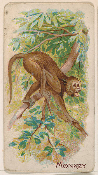 Monkey, from the Zoo Animals series (E26) issued by the Philadelphia Caramel Co. to promote Zoo Caramels, Issued by the Philadelphia Caramel Co., Camden, New Jersey, Commercial color lithograph 