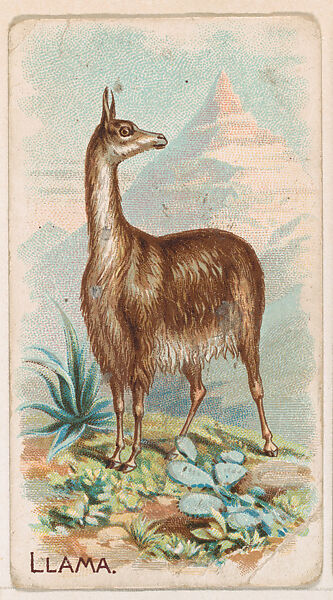 Llama, from the Zoo Animals series (E26) issued by the Philadelphia Caramel Co. to promote Zoo Caramels, Issued by the Philadelphia Caramel Co., Camden, New Jersey, Commercial color lithograph 