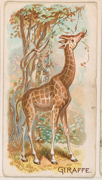 Giraffe, from the Zoo Animals series (E26) issued by the Philadelphia Caramel Co. to promote Zoo Caramels, Issued by the Philadelphia Caramel Co., Camden, New Jersey, Commercial color lithograph 