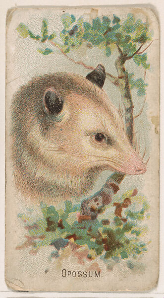 Opossum, from the Zoo Animals series (E29) issued by The Philadelphia Confections Co. to promote Zoo Caramels, Issued by The Philadelphia Confections Co., Commercial color lithograph 