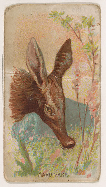 Aardvark, from the Zoo Animals series (E29) issued by The Philadelphia Confections Co. to promote Zoo Caramels, Issued by The Philadelphia Confections Co., Commercial color lithograph 