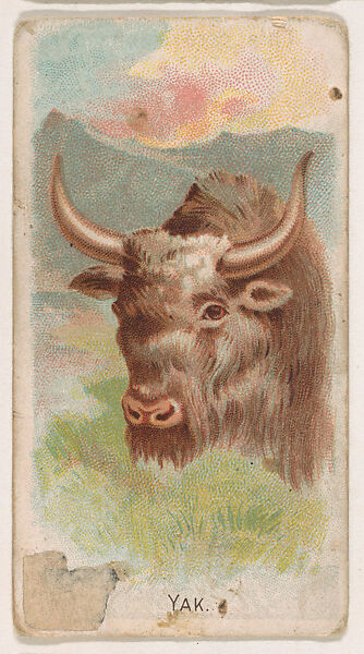 Yak, from the Zoo Animals series (E29) issued by The Philadelphia Confections Co. to promote Zoo Caramels, Issued by The Philadelphia Confections Co., Commercial color lithograph 
