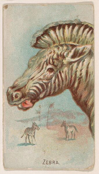Zebra, from the Zoo Animals series (E29) issued by The Philadelphia Confections Co. to promote Zoo Caramels, Issued by The Philadelphia Confections Co., Commercial color lithograph 