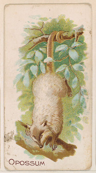 Opossum, from the Zoo Animals series (E26) issued by the Philadelphia Caramel Co. to promote Zoo Caramels, Issued by the Philadelphia Caramel Co., Camden, New Jersey, Commercial color lithograph 
