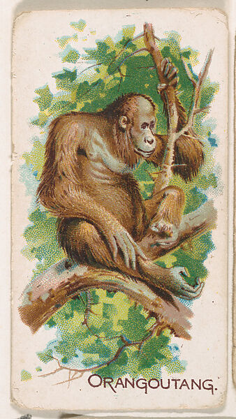 Orangoutang, from the Zoo Animals series (E26) issued by the Philadelphia Caramel Co. to promote Zoo Caramels, Issued by the Philadelphia Caramel Co., Camden, New Jersey, Commercial color lithograph 
