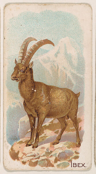 Ibex, from the Zoo Animals series (E26) issued by the Philadelphia Caramel Co. to promote Zoo Caramels, Issued by the Philadelphia Caramel Co., Camden, New Jersey, Commercial color lithograph 