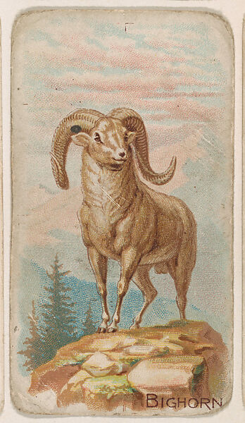 Bighorn, from the Zoo Animals series (E26) issued by the Philadelphia Caramel Co. to promote Zoo Caramels, Issued by the Philadelphia Caramel Co., Camden, New Jersey, Commercial color lithograph 