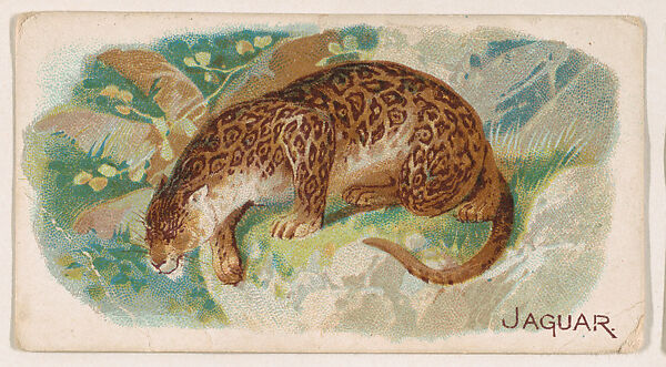 Jaguar, from the Zoo Animals series (E26) issued by the Philadelphia Caramel Co. to promote Zoo Caramels, Issued by the Philadelphia Caramel Co., Camden, New Jersey, Commercial color lithograph 