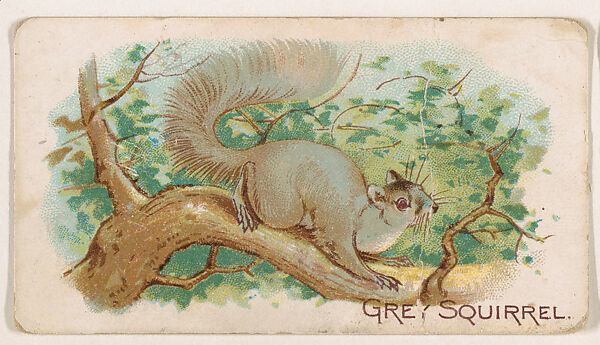 Grey Squirrel, from the Zoo Animals series (E26) issued by the Philadelphia Caramel Co. to promote Zoo Caramels, Issued by the Philadelphia Caramel Co., Camden, New Jersey, Commercial color lithograph 