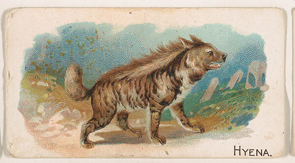 Hyena, from the Zoo Animals series (E26) issued by the Philadelphia Caramel Co. to promote Zoo Caramels, Issued by the Philadelphia Caramel Co., Camden, New Jersey, Commercial color lithograph 