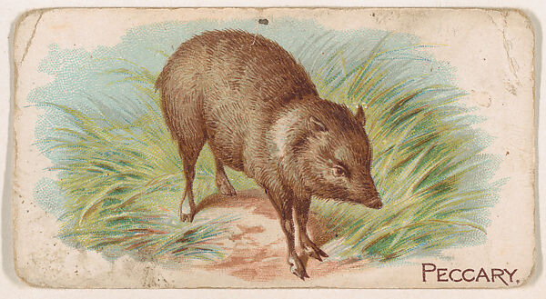 Peccary, from the Zoo Animals series (E26) issued by the Philadelphia Caramel Co. to promote Zoo Caramels, Issued by the Philadelphia Caramel Co., Camden, New Jersey, Commercial color lithograph 