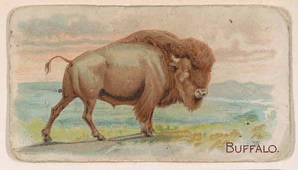Buffalo, from the Zoo Animals series (E26) issued by the Philadelphia Caramel Co. to promote Zoo Caramels, Issued by the Philadelphia Caramel Co., Camden, New Jersey, Commercial color lithograph 