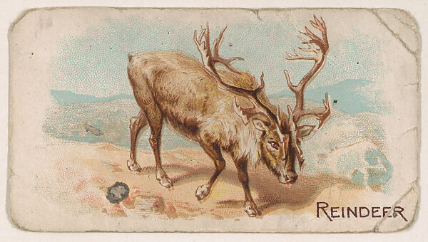 Reindeer, from the Zoo Animals series (E26) issued by the Philadelphia Caramel Co. to promote Zoo Caramels, Issued by the Philadelphia Caramel Co., Camden, New Jersey, Commercial color lithograph 