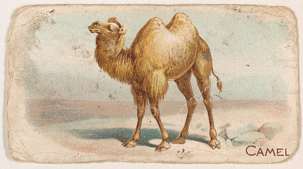 Camel, from the Zoo Animals series (E26) issued by the Philadelphia Caramel Co. to promote Zoo Caramels, Issued by the Philadelphia Caramel Co., Camden, New Jersey, Commercial color lithograph 