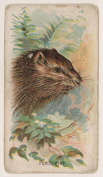 Porcupine, from the Zoo Animals series (E29) issued by The Philadelphia Confections Co. to promote Zoo Caramels, Issued by The Philadelphia Confections Co., Commercial color lithograph 