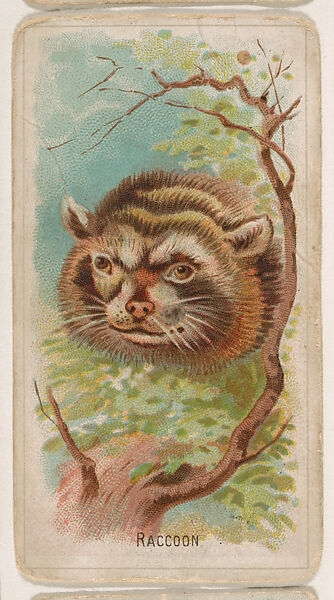 Raccoon, from the Zoo Animals series (E29) issued by The Philadelphia Confections Co. to promote Zoo Caramels, Issued by The Philadelphia Confections Co., Commercial color lithograph 
