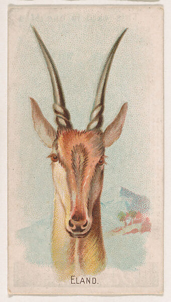 Eland, from the Zoo Animals series (E29) issued by The Philadelphia Confections Co. to promote Zoo Caramels, Issued by The Philadelphia Confections Co., Commercial color lithograph 