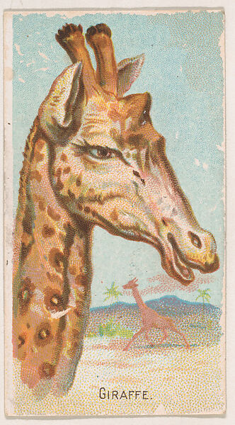 Giraffe, from the Zoo Animals series (E29) issued by The Philadelphia Confections Co. to promote Zoo Caramels, Issued by The Philadelphia Confections Co., Commercial color lithograph 