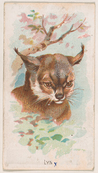 Issued by The Philadelphia Confections Co. | Lynx, from the Zoo Animals ...