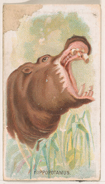 Hippopotamus, from the Zoo Animals series (E29) issued by The Philadelphia Confections Co. to promote Zoo Caramels, Issued by The Philadelphia Confections Co., Commercial color lithograph 