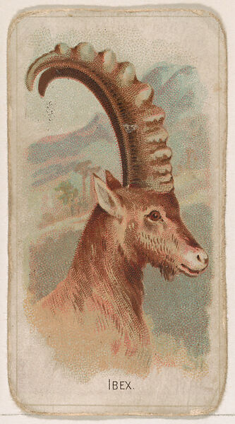 Ibex, from the Zoo Animals series (E29) issued by The Philadelphia Confections Co. to promote Zoo Caramels, Issued by The Philadelphia Confections Co., Commercial color lithograph 