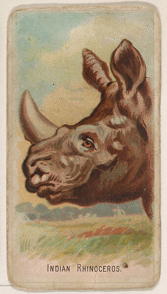 Indian Rhinoceros, from the Zoo Animals series (E29) issued by The Philadelphia Confections Co. to promote Zoo Caramels, Issued by The Philadelphia Confections Co., Commercial color lithograph 