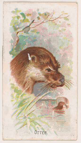 Otter, from the Zoo Animals series (E29) issued by The Philadelphia Confections Co. to promote Zoo Caramels, Issued by The Philadelphia Confections Co., Commercial color lithograph 
