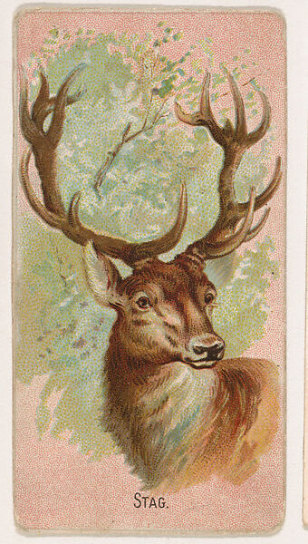 Stag, from the Zoo Animals series (E29) issued by The Philadelphia Confections Co. to promote Zoo Caramels, Issued by The Philadelphia Confections Co., Commercial color lithograph 