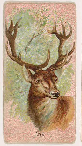 Issued by The Philadelphia Confections Co. | Stag, from the Zoo Animals ...